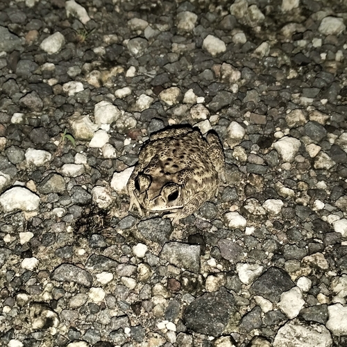 Duttaphrynus melanostictus