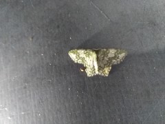 Chloropteryx dealbata