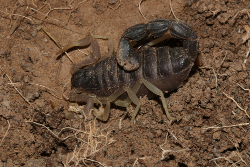 Photo of Burrowing Thicktail Scorpion (Parabuthus schlechteri)