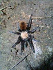 Brachypelma albiceps