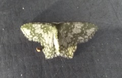 Chloropteryx dealbata