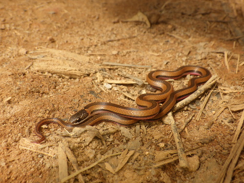 Photo of a Gold-collarcd Snake (Liophidium rhodogaster)