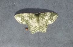 Chloropteryx dealbata