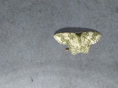 Chloropteryx dealbata