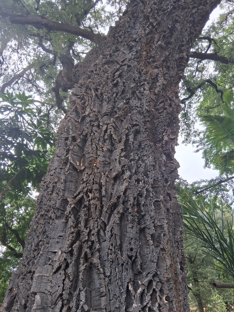 La Quercia da sughero del Giardino dei Semplici