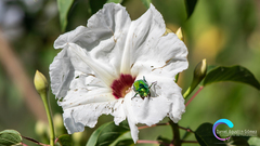Calomacraspis splendens