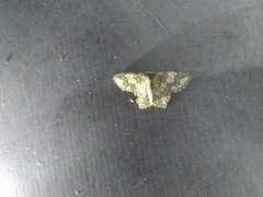 Chloropteryx dealbata