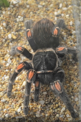 Brachypelma auratum