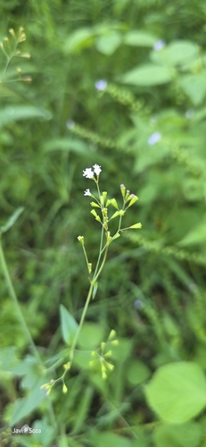 Hierba blanca (Boerhavia erecta)