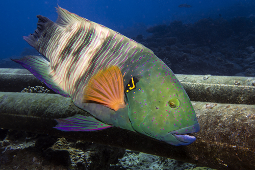 Broomtail Wrasse