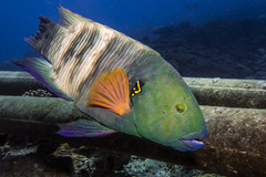 Broomtail Wrasse photo 5