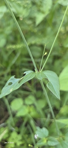 Hierba blanca (Boerhavia erecta)