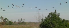 Grus canadensis image