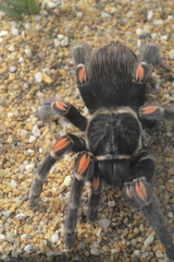 Brachypelma auratum