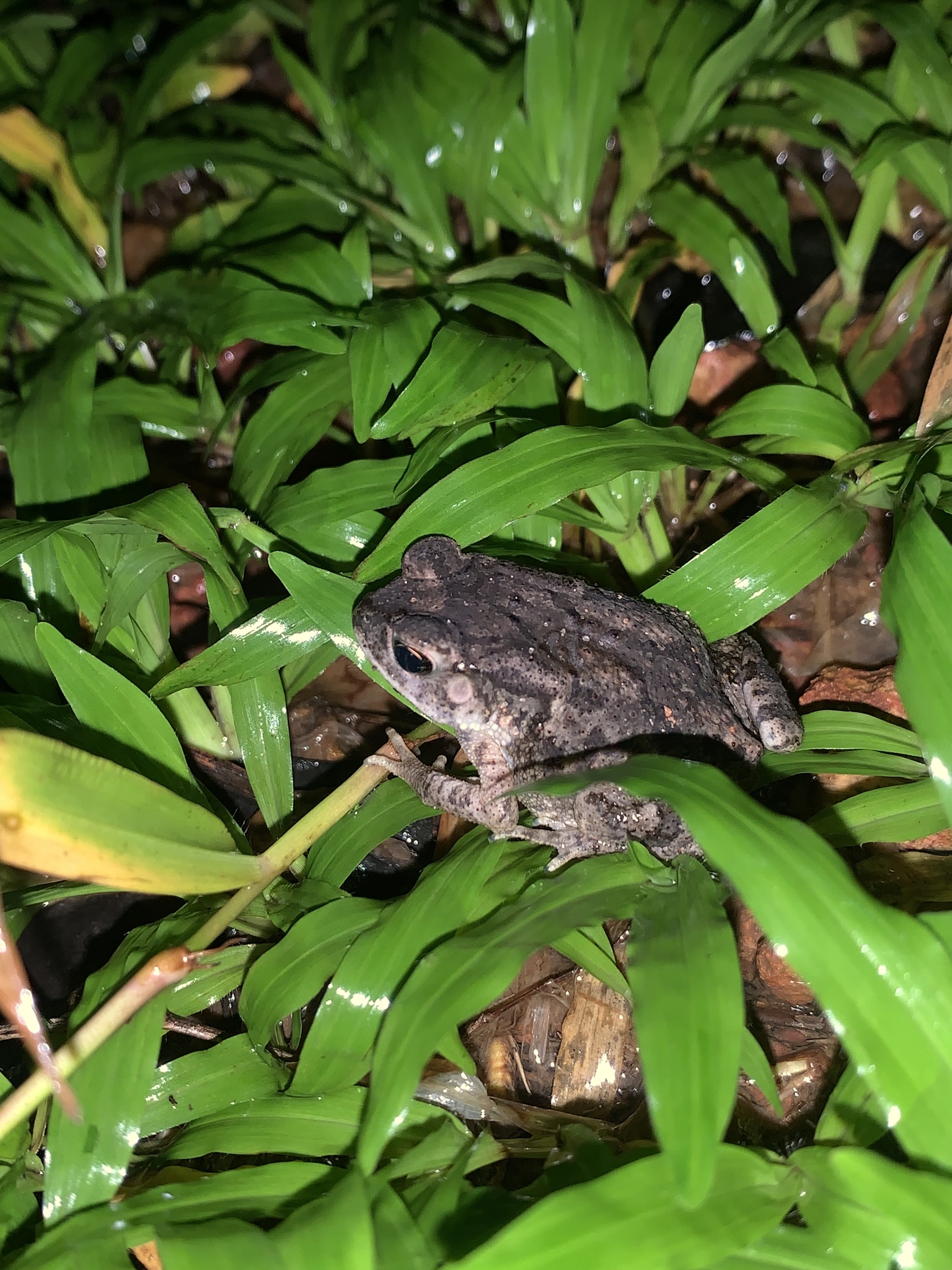Indian Common True Toad
