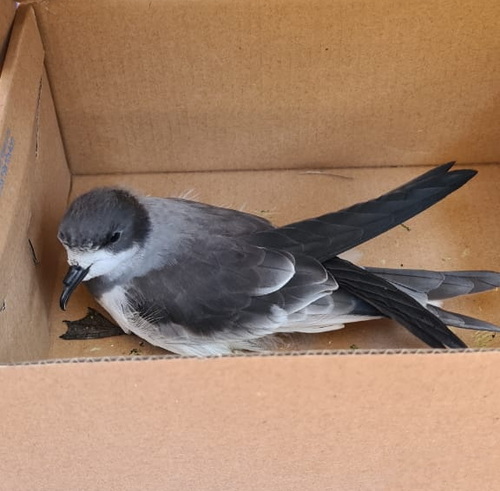 Ringed Storm-Petrel