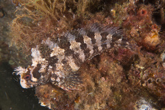 Tompot Blenny photo 4