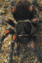 Brachypelma auratum