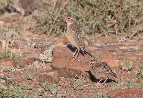 Spike-heeled Lark (Chersomanes albofasciata), photo 3