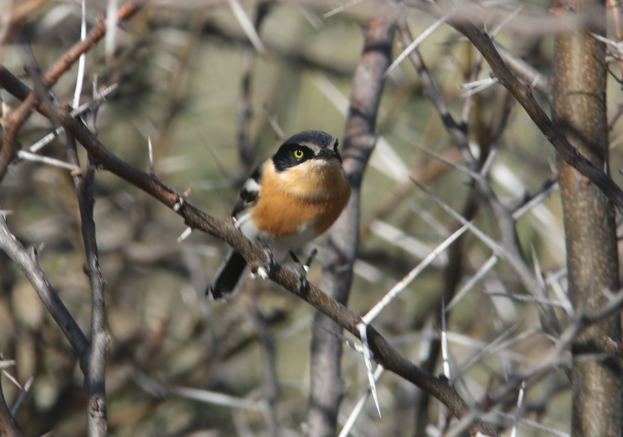 Pririt Batis (Batis pririt), photo 7