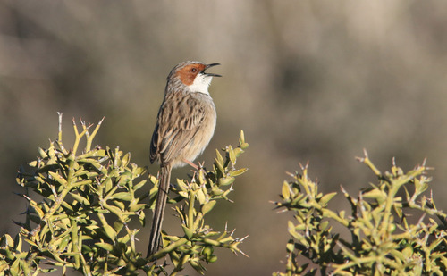 Rufous-eared Warbler (Malcorus pectoralis), photo 7