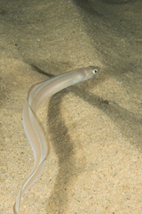 Bandtooth Conger photo 4