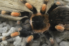 Brachypelma