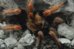 Brachypelma boehmei