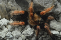 Brachypelma boehmei