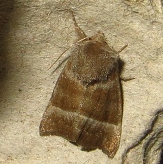 Papaipema eupatorii