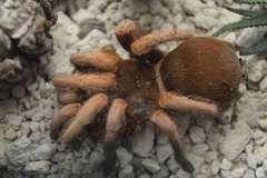 Citharacanthus longipes