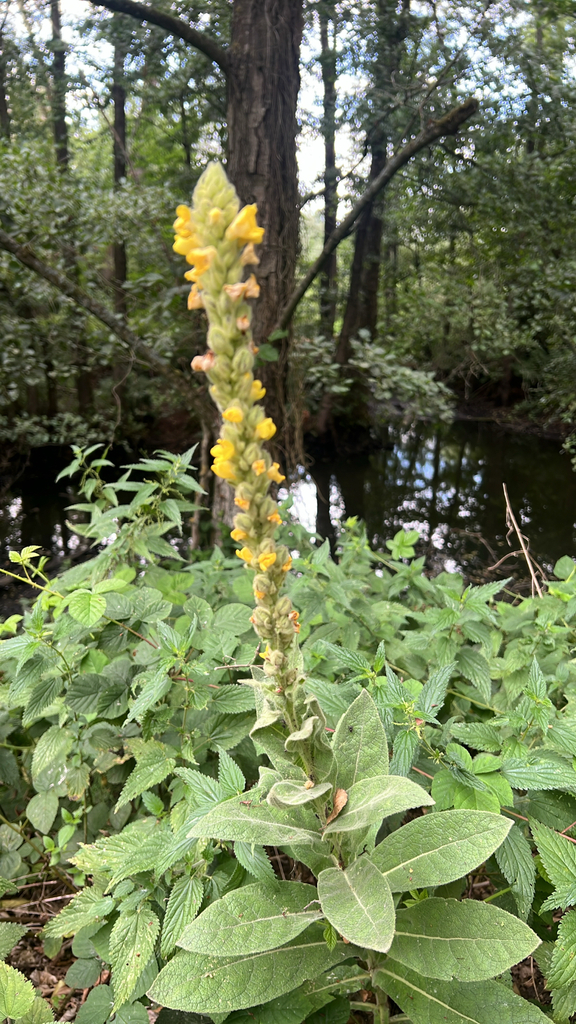 great mullein