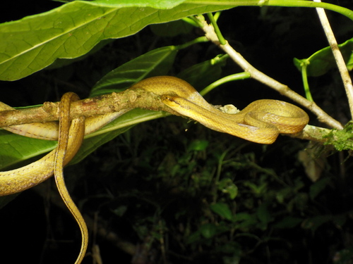 Ranomafana Big-headed Snake