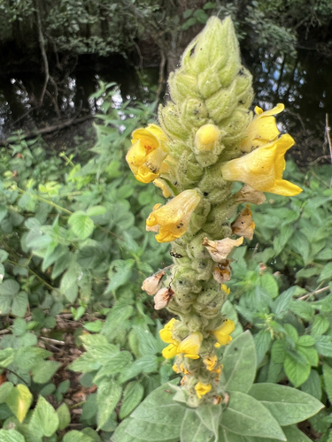 great mullein