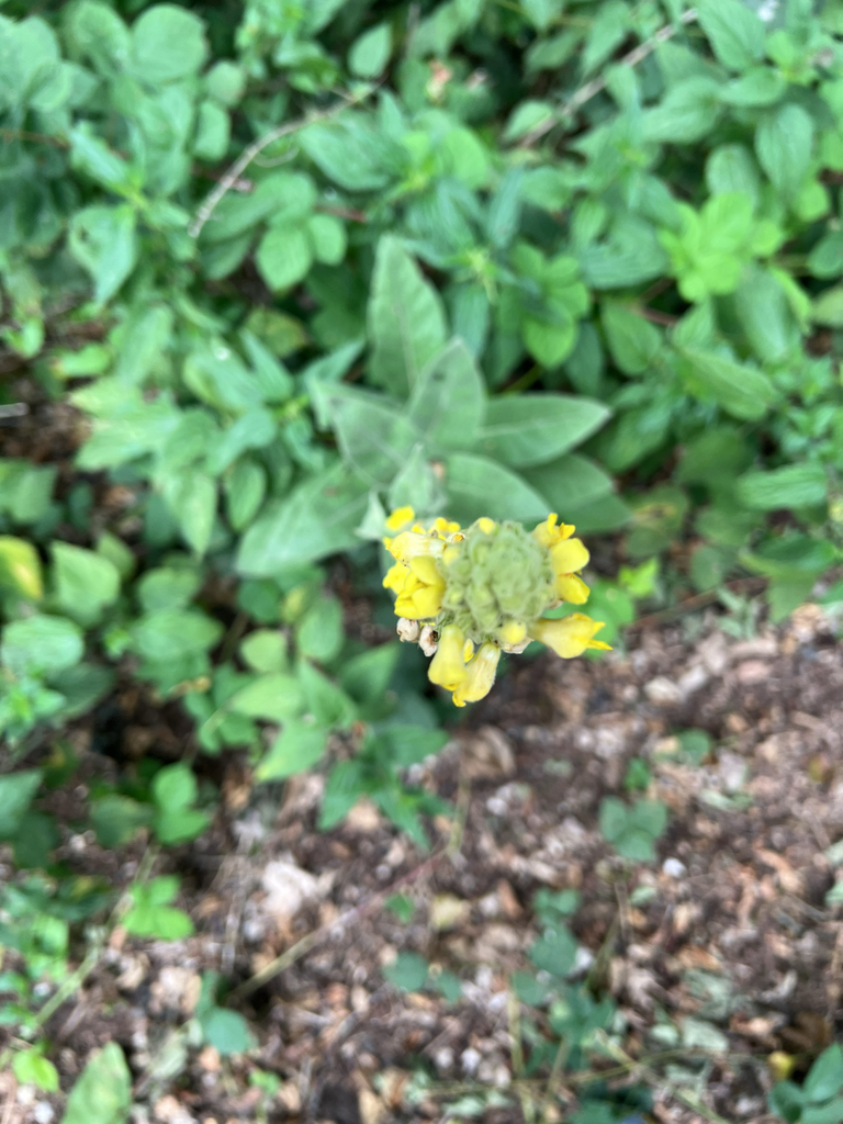 great mullein
