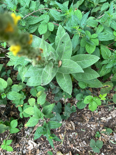 great mullein