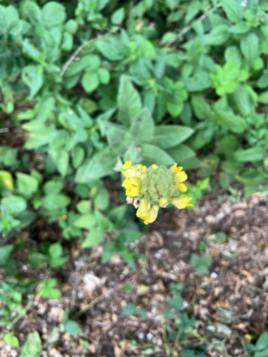 great mullein