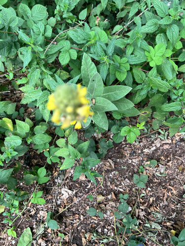 great mullein