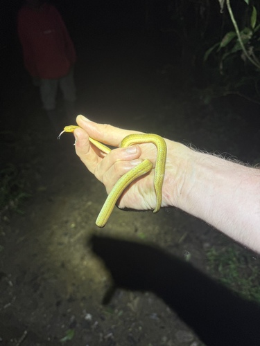 Ranomafana Big-headed Snake