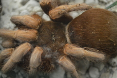 Citharacanthus longipes