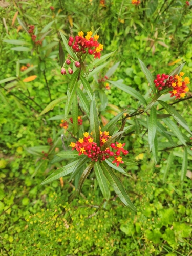 tropical milkweed