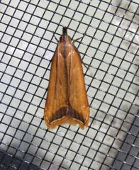 Dichomeris heriguronis