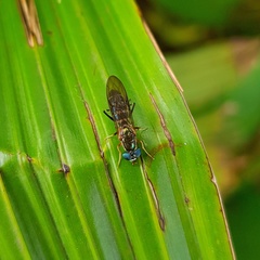 Merosargus