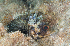 Dendrochirus barberi