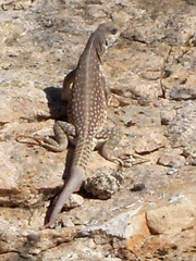 Dipsosaurus dorsalis dorsalis