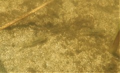 Eucyclogobius newberryi