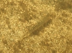 Eucyclogobius newberryi