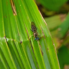 Merosargus
