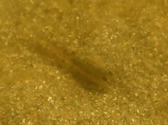 Eucyclogobius newberryi