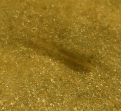 Eucyclogobius newberryi